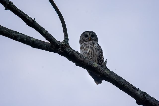 Barred Owl