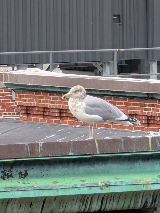 American Herring Gull