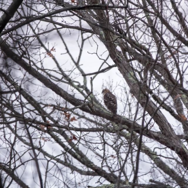 Sharp-shinned Hawk