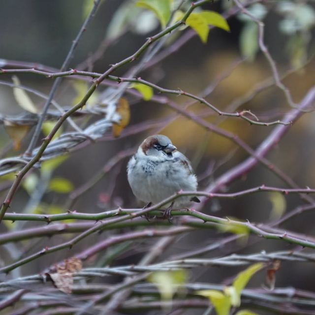 House Sparrow