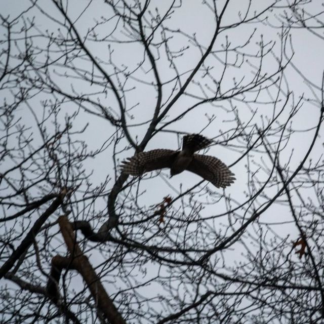 Cooper's Hawk