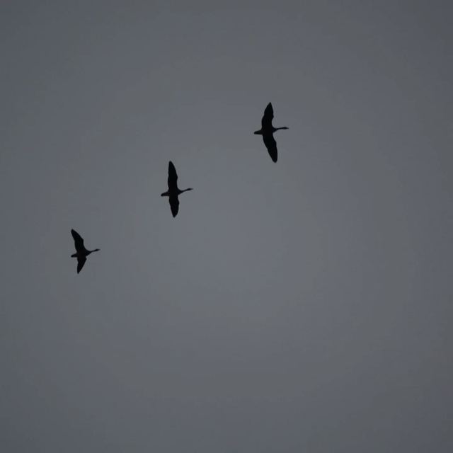 Canada Goose