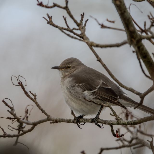 Northern Mockingbird