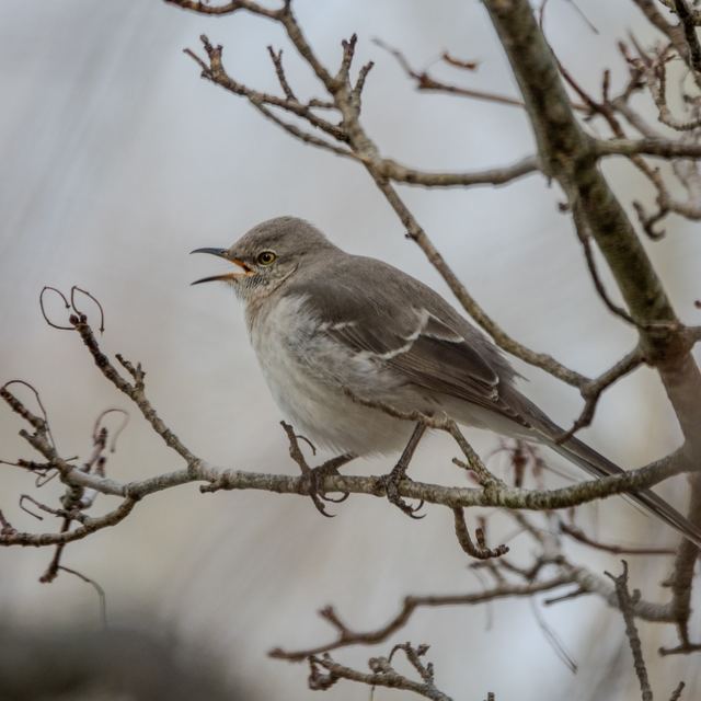 Northern Mockingbird