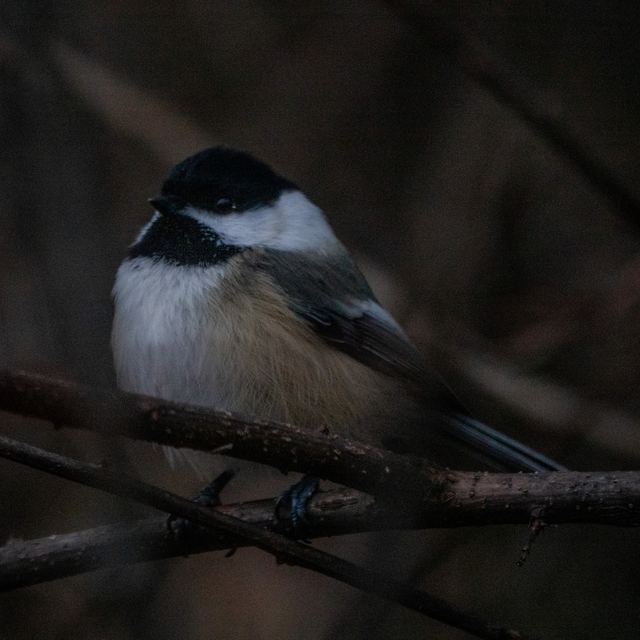 Black-capped Chickadee