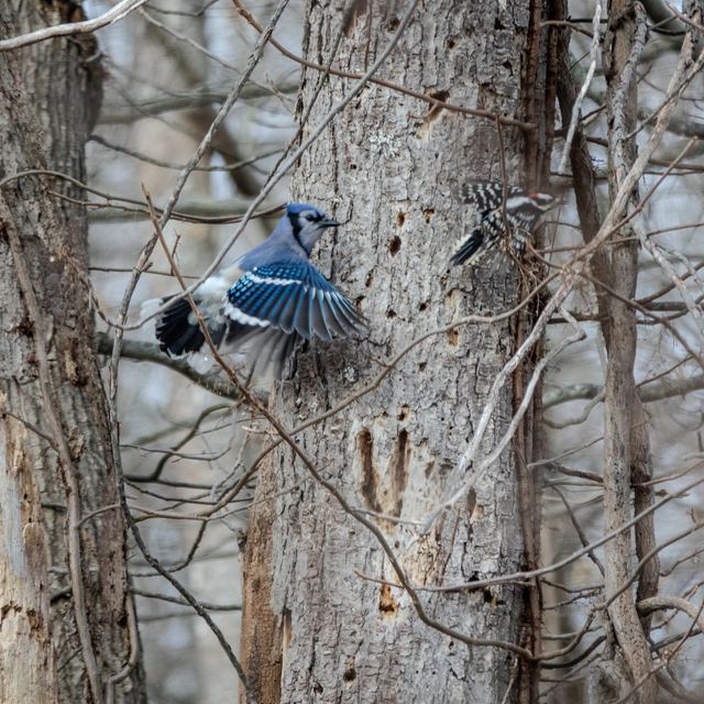 Blue Jay