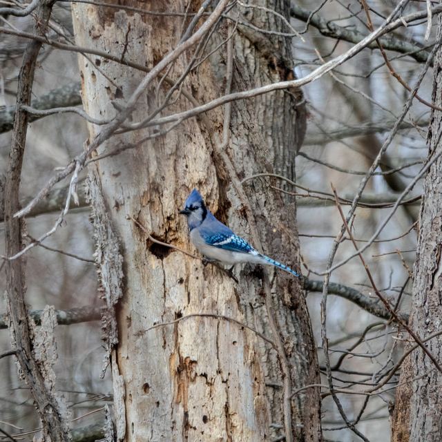 Blue Jay