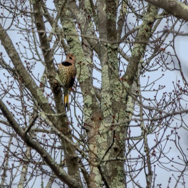 Northern Flicker