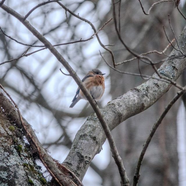 Eastern Bluebird