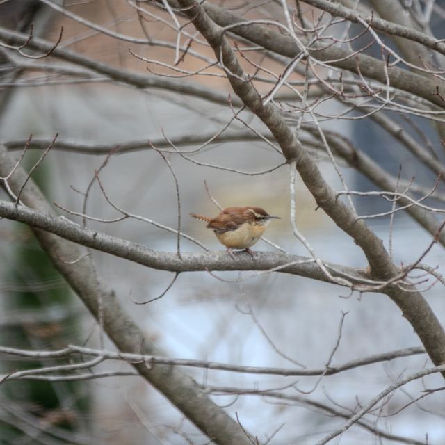 Carolina Wren