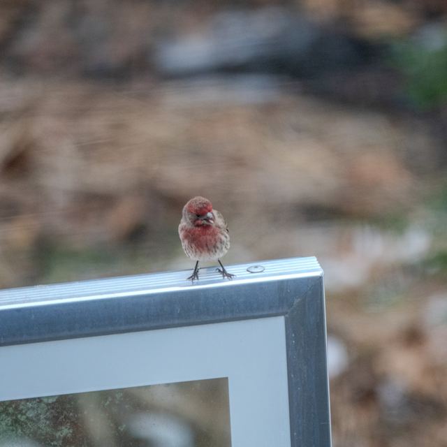 House Finch