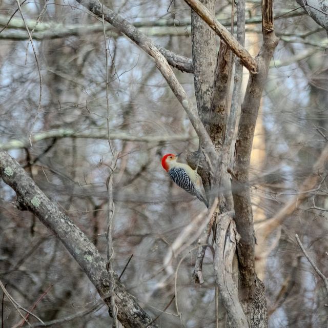 Red-bellied Woodpecker