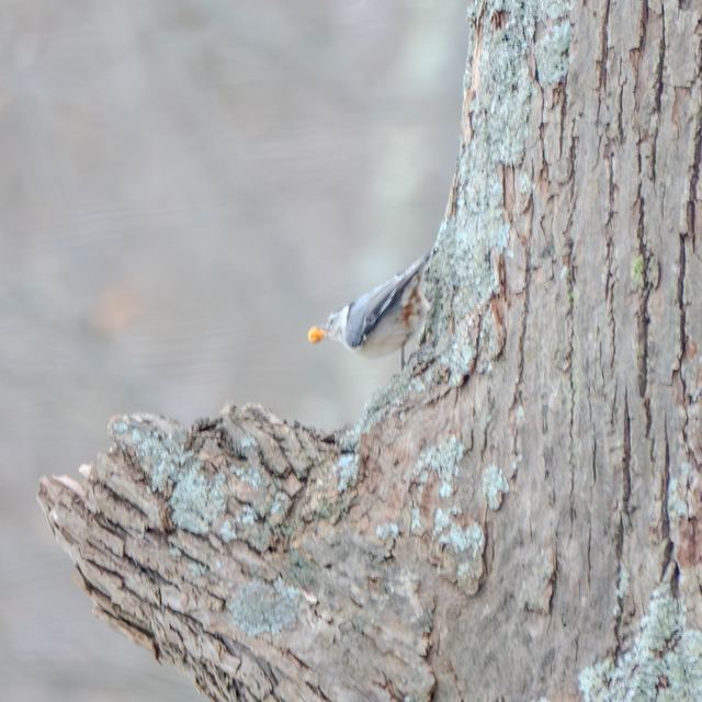 White-breasted Nuthatch