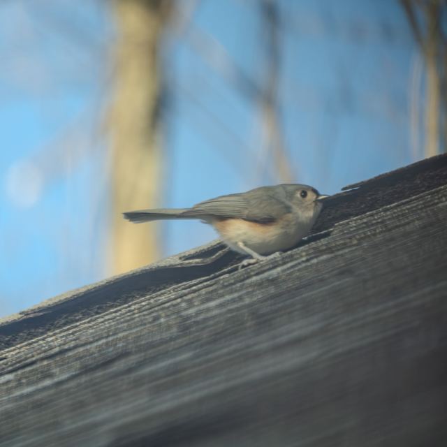 Tufted Titmouse