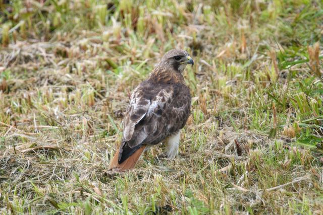 Red-tailed Hawk
