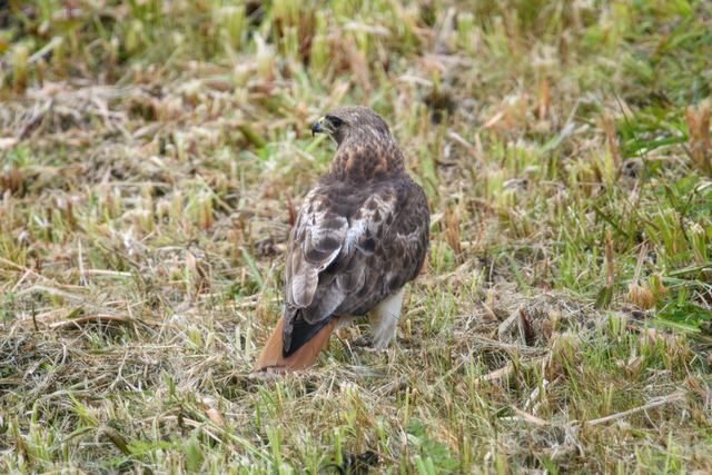 Red-tailed Hawk