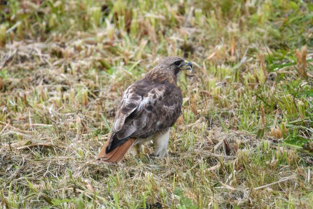 Red-tailed Hawk