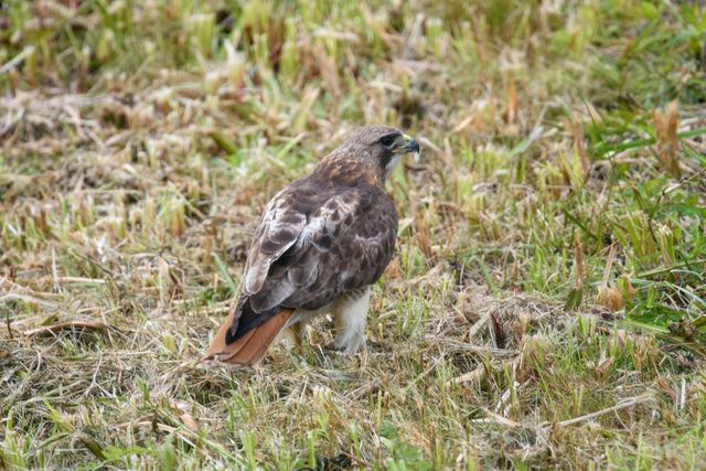 Red-tailed Hawk