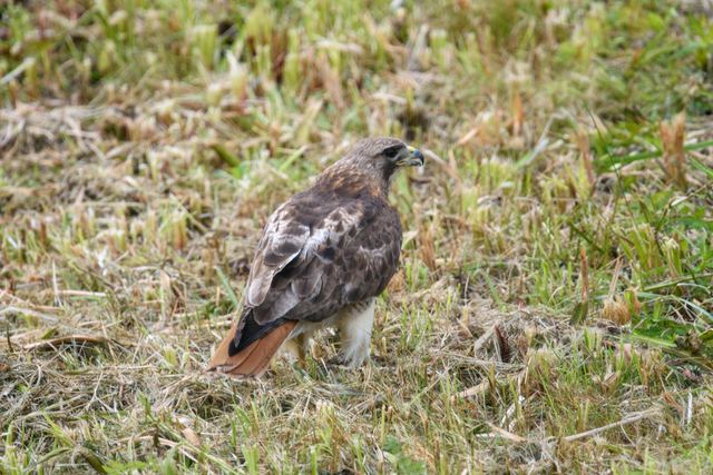 Red-tailed Hawk