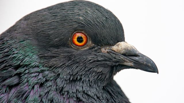 Rock Pigeon