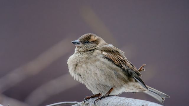 House Sparrow