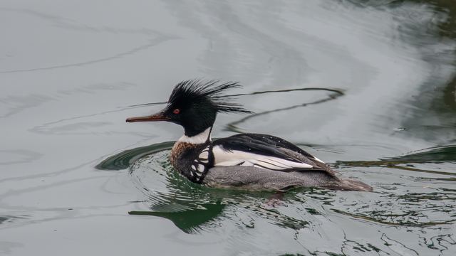 Red-breasted Merganser
