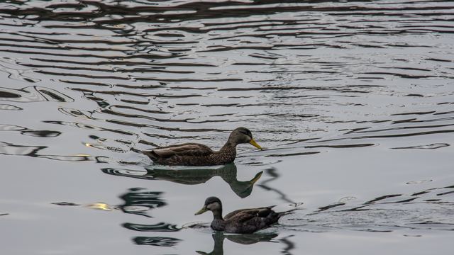 American Black Duck