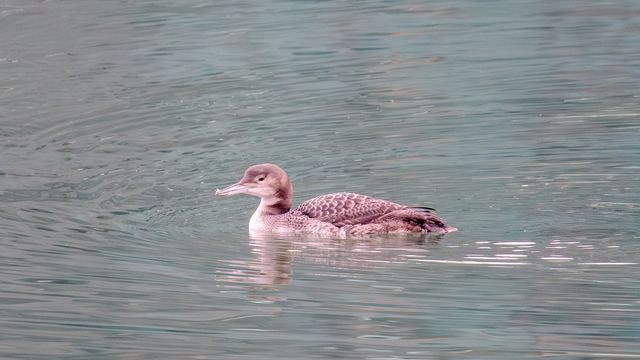 Common Loon