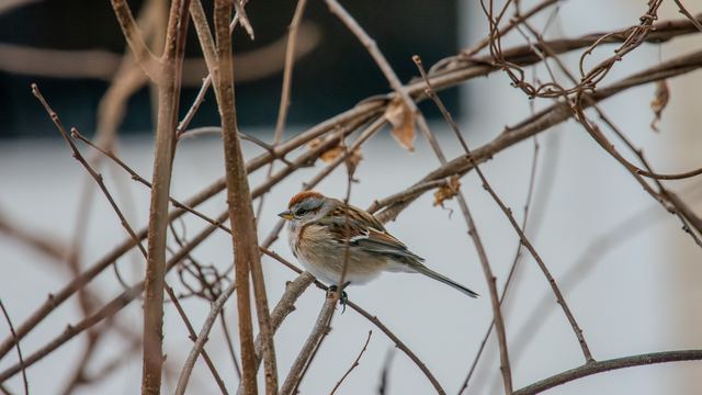American Tree Sparrow