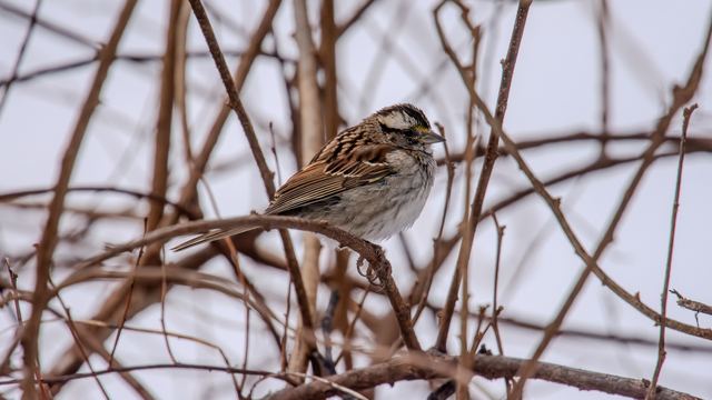 White-throated Sparrow