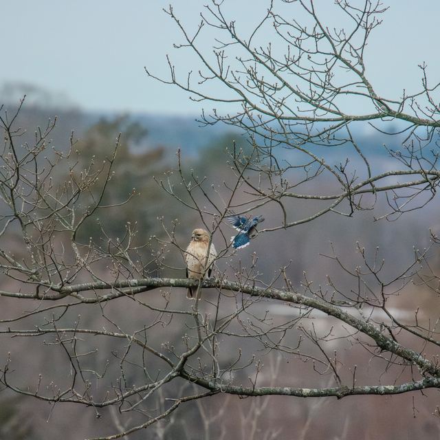 Red-tailed Hawk