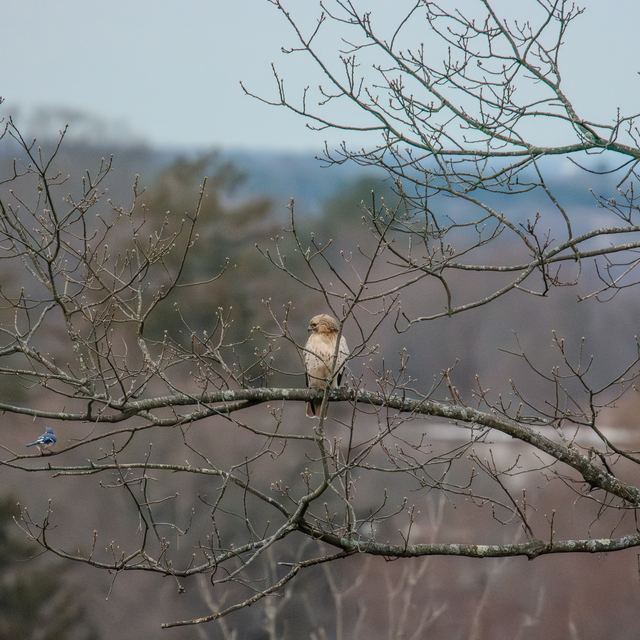 Blue Jay