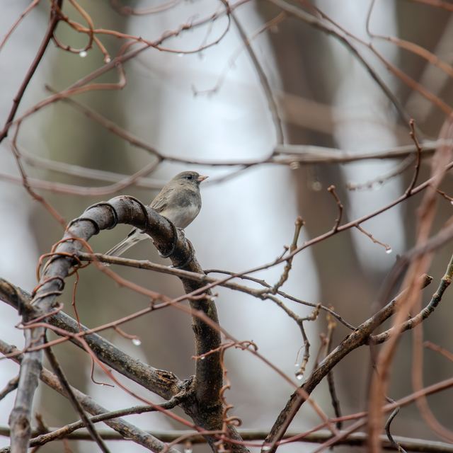Dark-eyed Junco