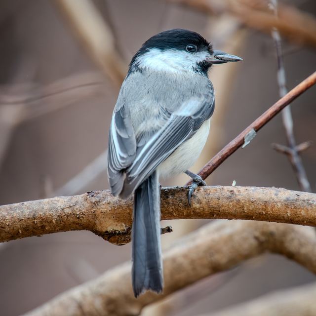 Black-capped Chickadee