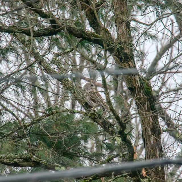 Barred Owl