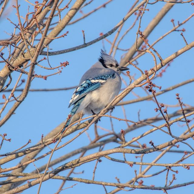 Blue Jay