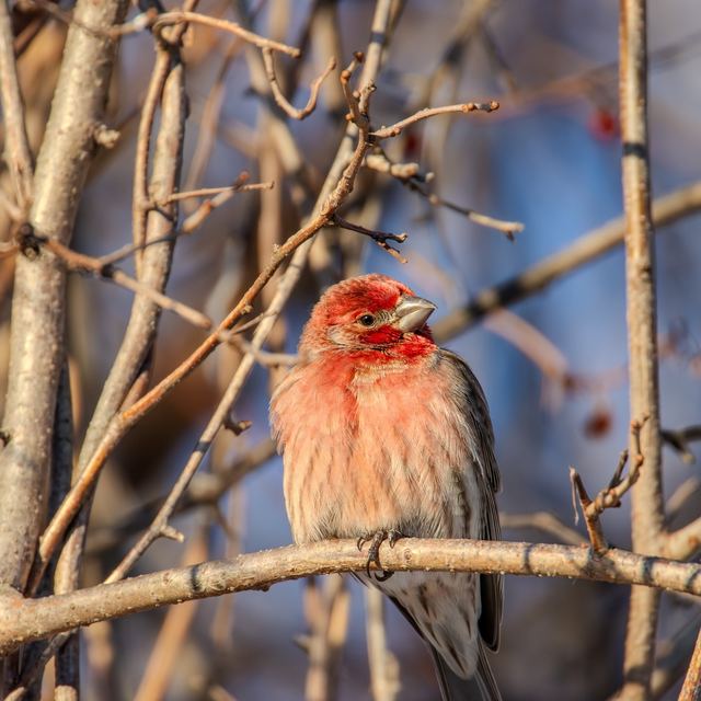 House Finch