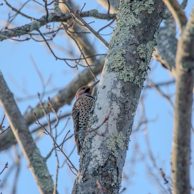 Northern Flicker