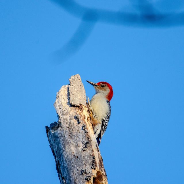 Red-bellied Woodpecker