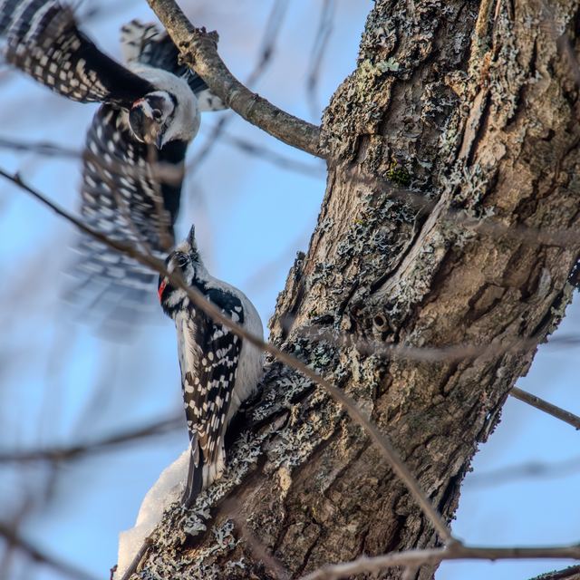 Downy Woodpecker