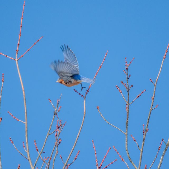 Eastern Bluebird