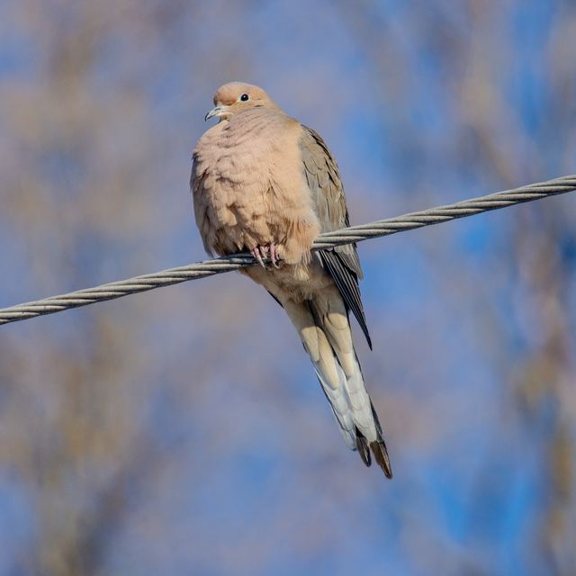 Mourning Dove
