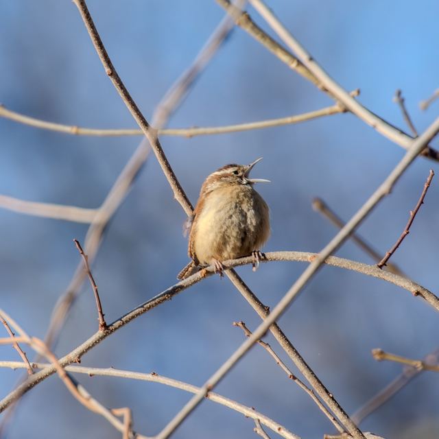 Carolina Wren