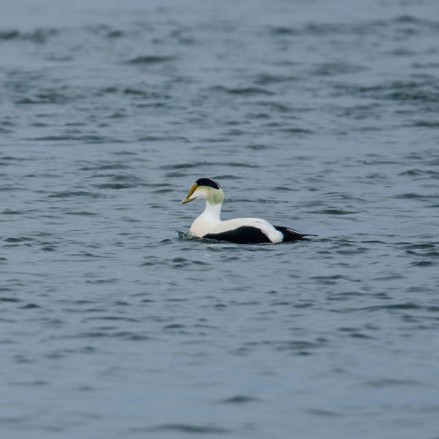 Common Eider