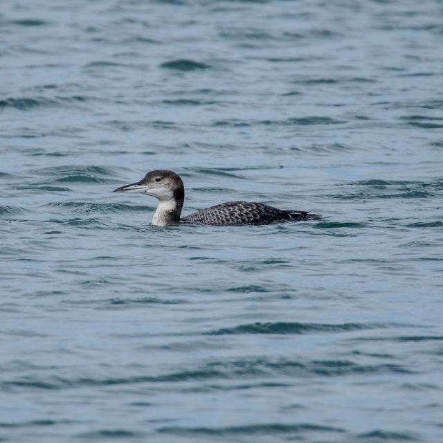 Common Loon