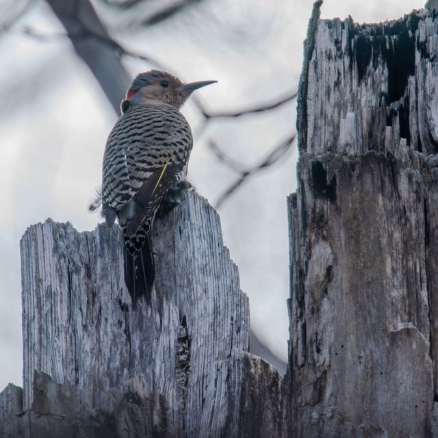 Northern Flicker