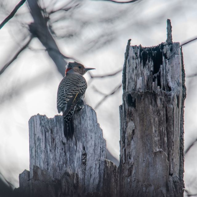 Northern Flicker