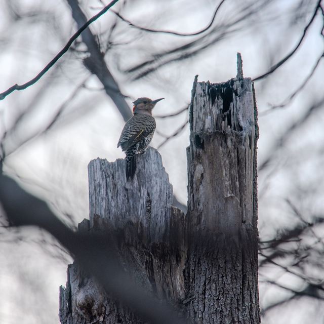 Northern Flicker