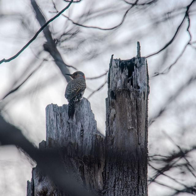 Northern Flicker