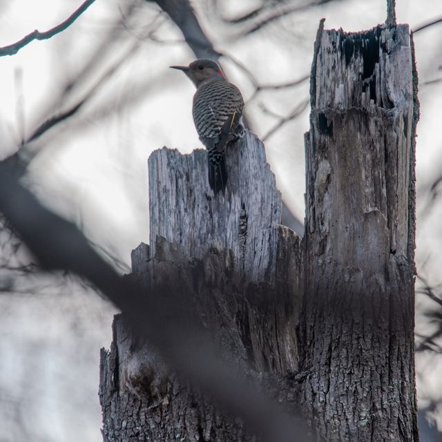 Northern Flicker